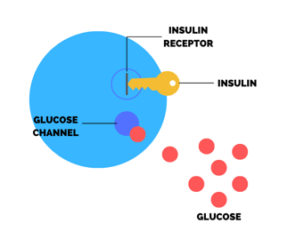 how insulin works